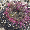 Pink-tipped anemone