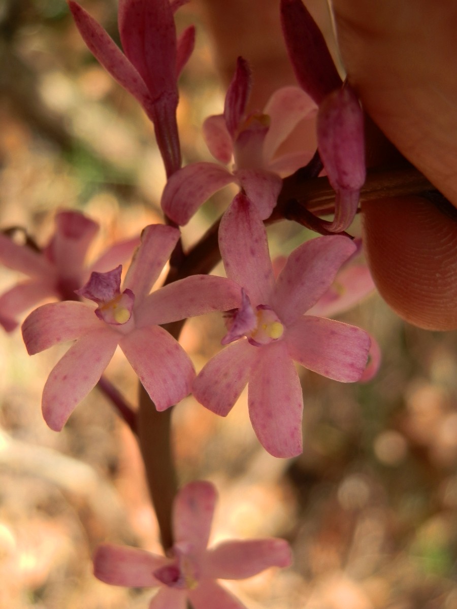 Rosy Hyacinth-orchid