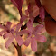 Rosy Hyacinth-orchid