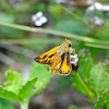 Firey Skipper Butterfly
