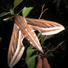 silver - striped hawk moth.