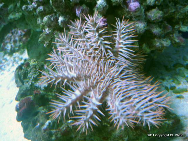 Crown-of-Thorns Starfish