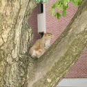 Eastern Gray Squirrel