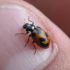Parenthesis lady beetle