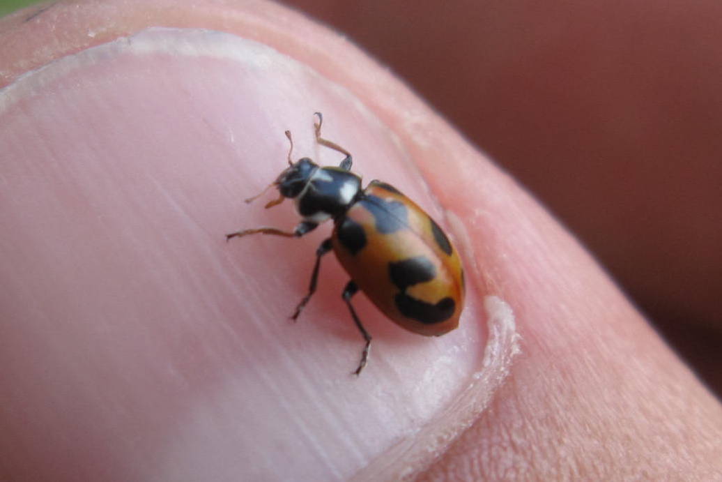 Parenthesis lady beetle