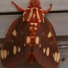 Regal moth