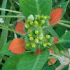 Wild or Summer Poinsettia,