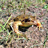 Grasfrosch or European Common Frog