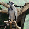 Harpy Eagle