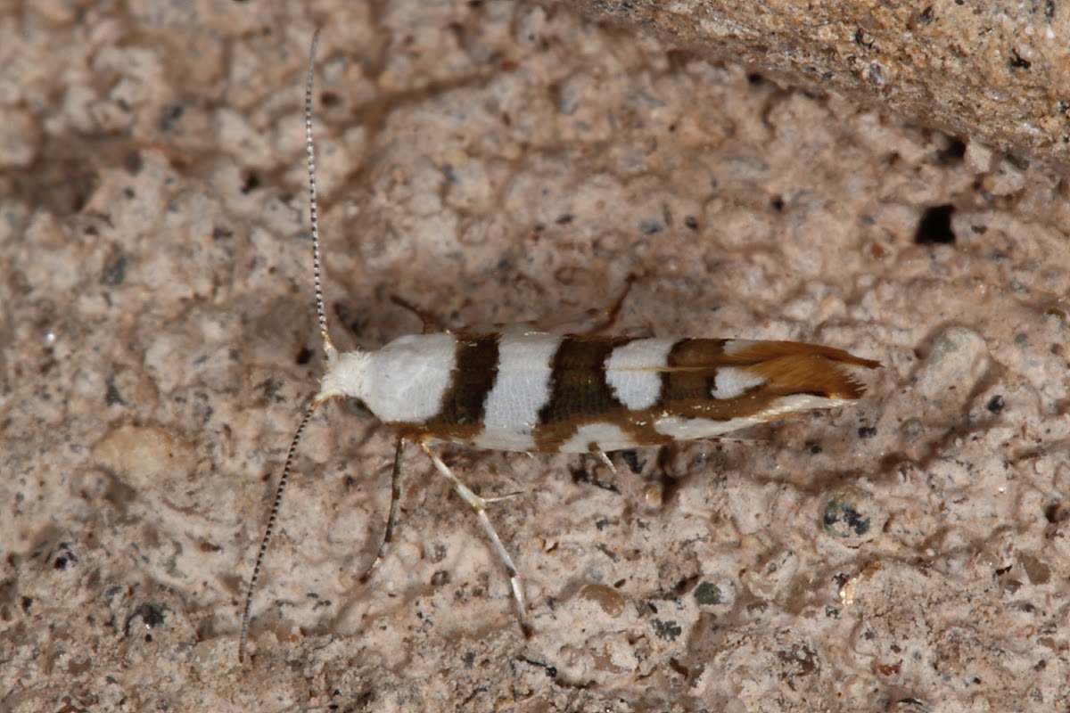 Bronze Alder Moth
