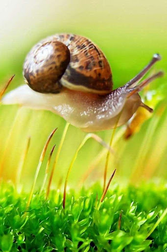 Snail Free Live Wallpaper