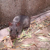 Mouse of Reed/Brazilian Marsh Rat/Web-Footed Marsh Rat