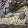 Coastal Plain Cooters