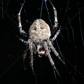 Spider Weaving His Web by Syed Hasibul Hasan - Animals Insects & Spiders
