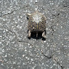 Ornate Box Turtle