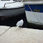 Little Tern / Mala čigra