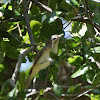 Warbling Vireo