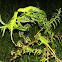 Green Iguana (juvenille)