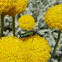 Escarabajo Chrysanthia viridissima