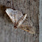 Albizia Defoliator Moth