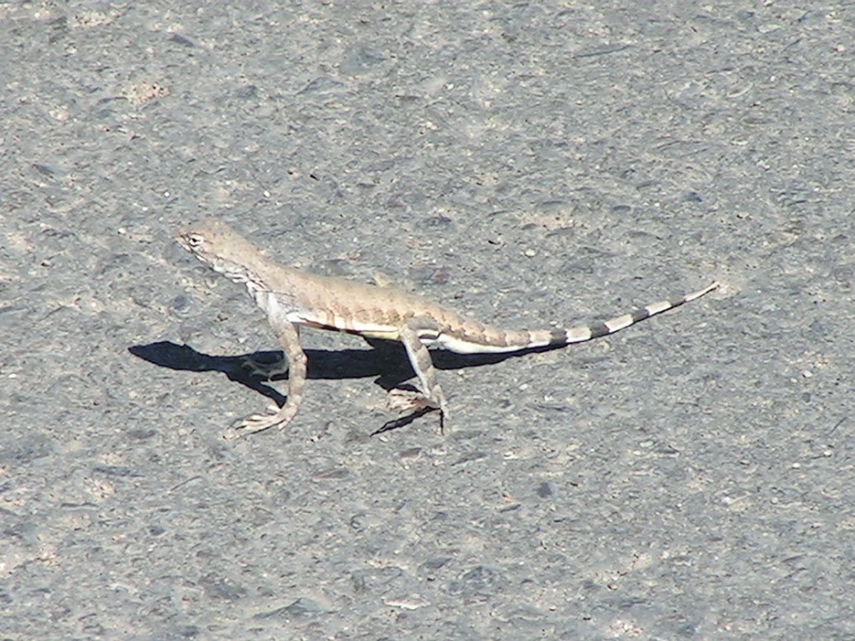 Zebra-tailed lizard