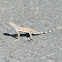 Zebra-tailed lizard