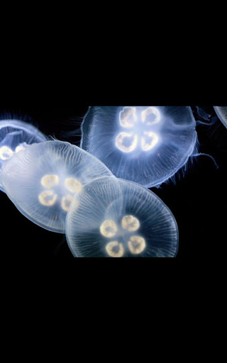 【免費個人化App】My Photo Wall Jelly Fish LWP-APP點子