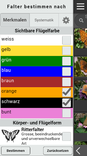 Schmetterlinge bestimmen