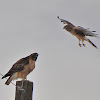 Red-Tailed Hawk and Northern Harrier