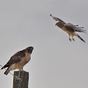 Red-Tailed Hawk and Northern Harrier