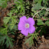 Cranesbill