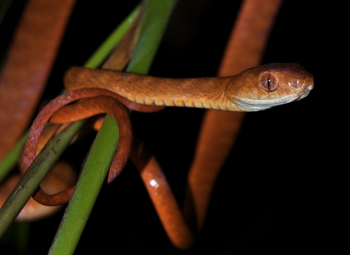 Andaman cat snake