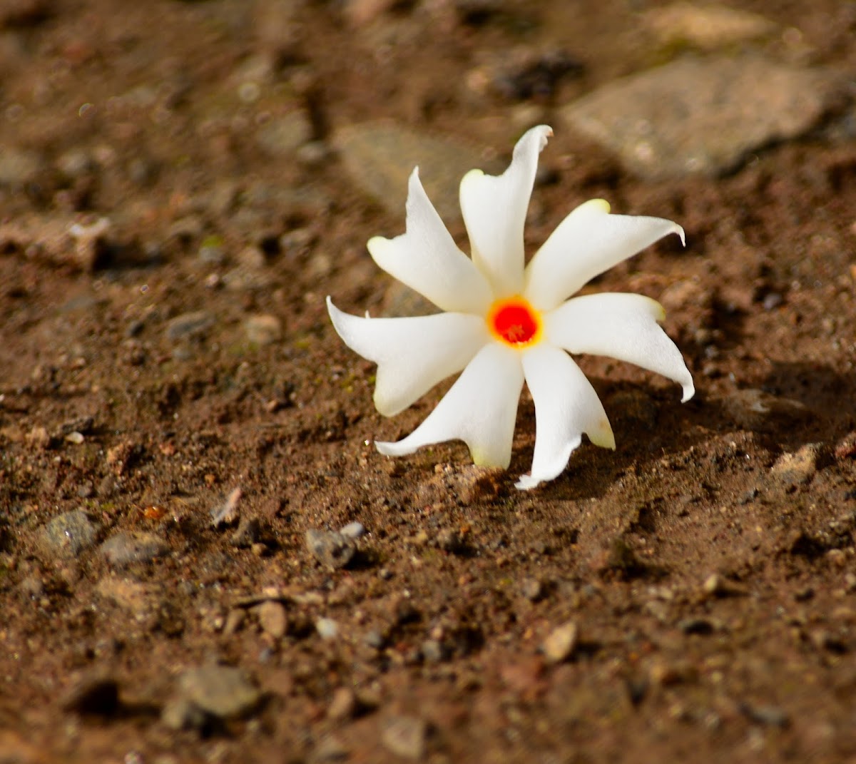 Night-flowering Jasmine