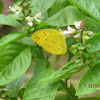 Common Lime Yellow or Common Grass Yellow Butterfly