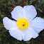 Matilija Poppy