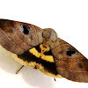 Coronata Noctuid Moth