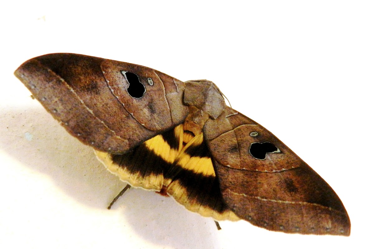 Coronata Noctuid Moth