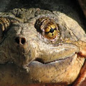 Common Snapping Turtle 
