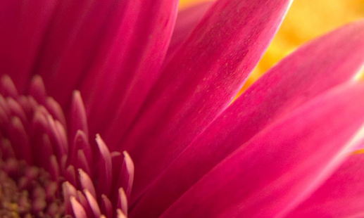 Free Download Red Flowers Wallpapers APK for Android