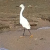 Snowy Egret