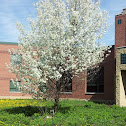 Bradford Pear