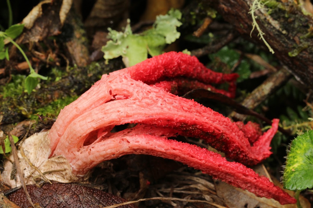 Octopus stinkhorn