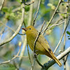 summer tanager (female)