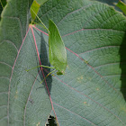 Leaf Katydid