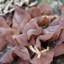 Wood Ear Mushroon