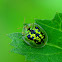 Green Tortoise Beetle