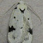Black-marked Inga Moth