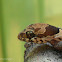 Blotch Bowfinger Gecko