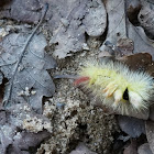 Caterpillar of the Pale Tussock Moth