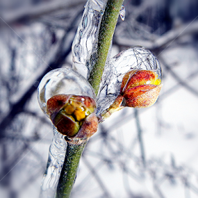 by Almajanu Marcel - Nature Up Close Other Natural Objects